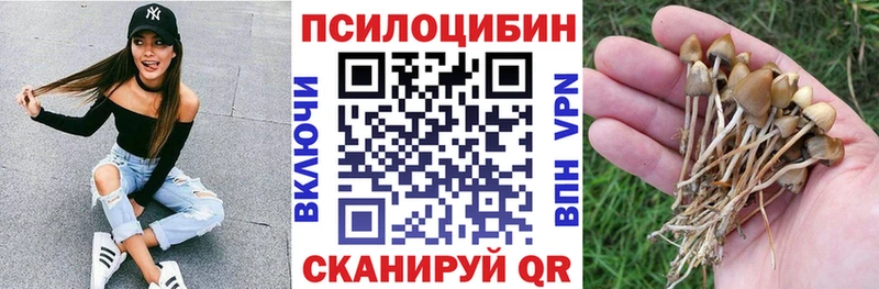 Купить где  Хотьково  Псилоцибиновые грибы Cubensis 